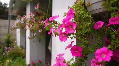 bright petunias in a pot. pink and red petunias. flowers in a pot. summer bright flowers.