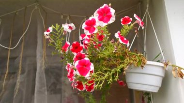 bright petunias in a pot. pink and red petunias. flowers in a pot. summer bright flowers.