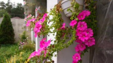 bright petunias in a pot. pink and red petunias. flowers in a pot. summer bright flowers.