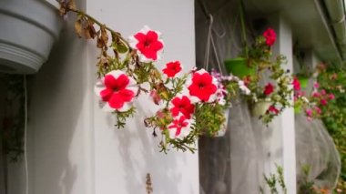 bright petunias in a pot. pink and red petunias. flowers in a pot. summer bright flowers.
