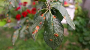 spots on the leaves. plant diseases. spoiled leaves. sick tree. disease spots on the tree.