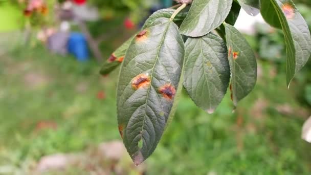 Spots Leaves Plant Diseases Spoiled Leaves Sick Tree Disease Spots — Stockvideo