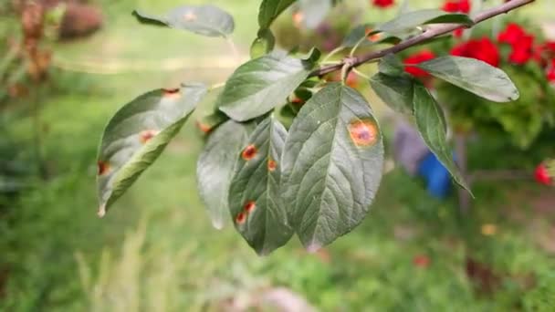 Spots Leaves Plant Diseases Spoiled Leaves Sick Tree Disease Spots — Stock Video