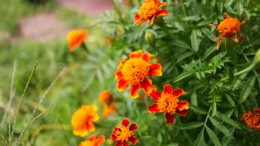 marigold. beautiful yellow flowers. orange flowers. summer and autumn bright flowers. yellow petals.
