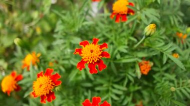 marigold. beautiful yellow flowers. orange flowers. summer and autumn bright flowers. yellow petals.