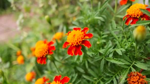 Marigold Beautiful Yellow Flowers Orange Flowers Summer Autumn Bright Flowers — Stock video