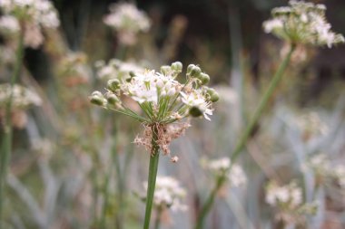 white inflorescences. beautiful small white flowers. flowers in the field. inflorescences of garlic. wild garlic.