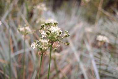 white inflorescences. beautiful small white flowers. flowers in the field. inflorescences of garlic. wild garlic.