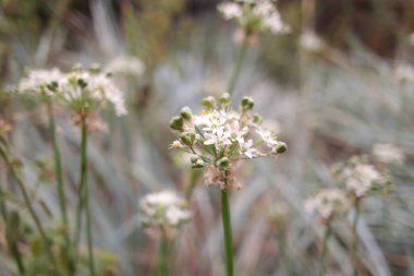 white inflorescences. beautiful small white flowers. flowers in the field. inflorescences of garlic. wild garlic.