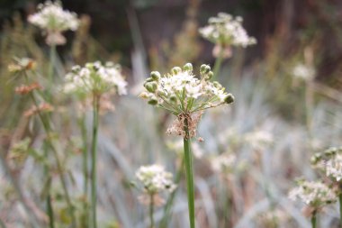 white inflorescences. beautiful small white flowers. flowers in the field. inflorescences of garlic. wild garlic.