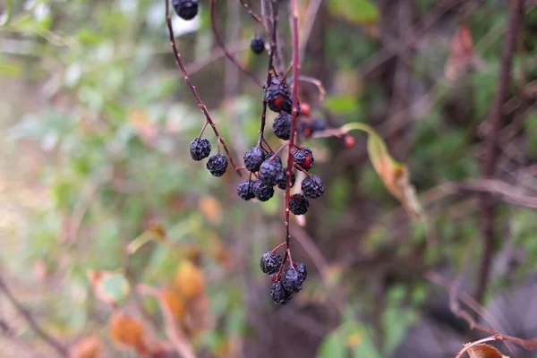Black Berries Berries Bush Dried Black Berries Beautiful Clusters Elderberry —  Fotos de Stock