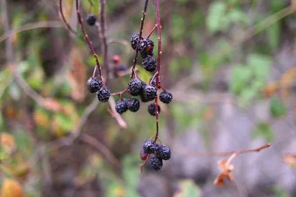 Black Berries Berries Bush Dried Black Berries Beautiful Clusters Elderberry — ストック写真