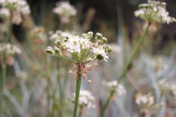 White Inflorescences Beautiful Small White Flowers Flowers Field Inflorescences Garlic — Photo