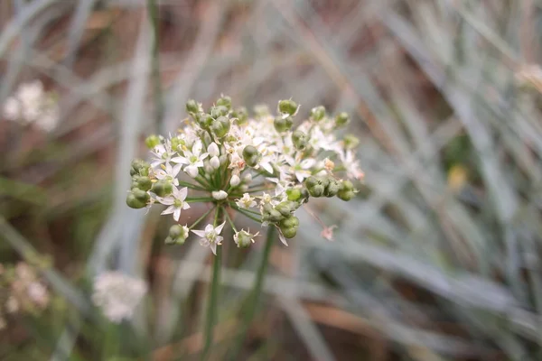 White Inflorescences Beautiful Small White Flowers Flowers Field Inflorescences Garlic — 스톡 사진