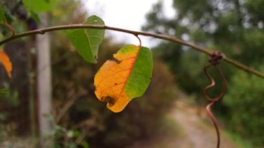 unusual autumn leaf. yellow-green leaf. the leaf is half yellow and half green. Creative autumn nature concept.