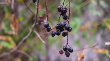 black berries. berries on a bush. dried black berries. beautiful clusters of elderberry. black elderberry.