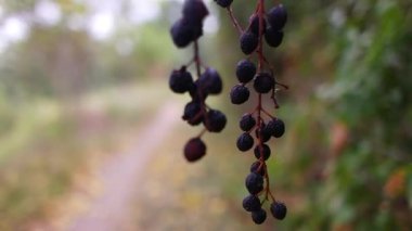 black berries. berries on a bush. dried black berries. beautiful clusters of elderberry. black elderberry.