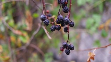 black berries. berries on a bush. dried black berries. beautiful clusters of elderberry. black elderberry.
