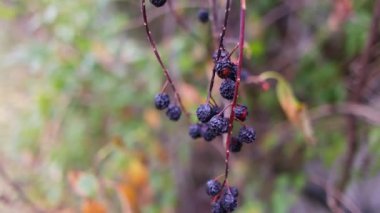 black berries. berries on a bush. dried black berries. beautiful clusters of elderberry. black elderberry.