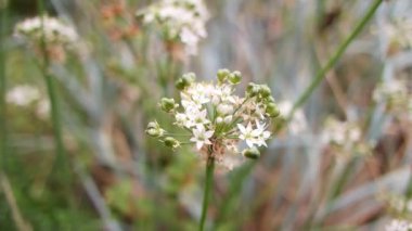 white inflorescences. beautiful small white flowers. flowers in the field. inflorescences of garlic. wild garlic.