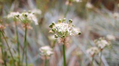 white inflorescences. beautiful small white flowers. flowers in the field. inflorescences of garlic. wild garlic.