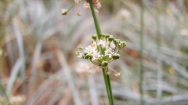 white inflorescences. beautiful small white flowers. flowers in the field. inflorescences of garlic. wild garlic.