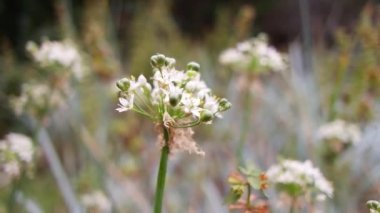 white inflorescences. beautiful small white flowers. flowers in the field. inflorescences of garlic. wild garlic.