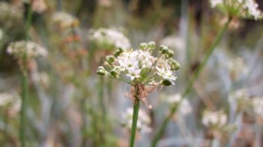 white inflorescences. beautiful small white flowers. flowers in the field. inflorescences of garlic. wild garlic.