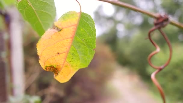 Unusual Autumn Leaf Yellow Green Leaf Leaf Half Yellow Half — Stockvideo