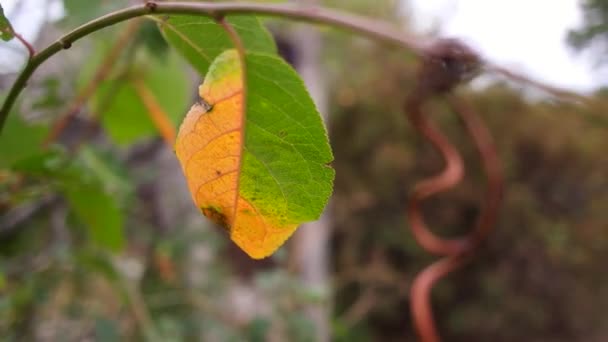 Unusual Autumn Leaf Yellow Green Leaf Leaf Half Yellow Half — Videoclip de stoc