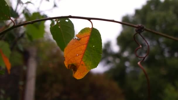 Unusual Autumn Leaf Yellow Green Leaf Leaf Half Yellow Half — Video