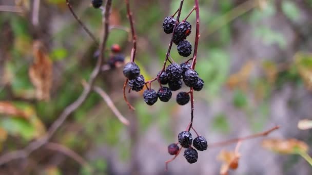 Black Berries Berries Bush Dried Black Berries Beautiful Clusters Elderberry — Stockvideo