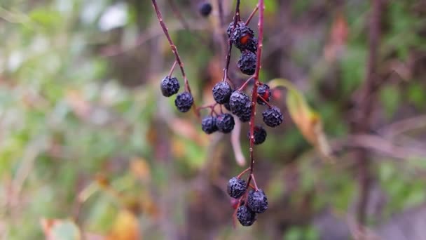 Black Berries Berries Bush Dried Black Berries Beautiful Clusters Elderberry — 图库视频影像
