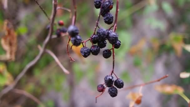 Black Berries Berries Bush Dried Black Berries Beautiful Clusters Elderberry — Αρχείο Βίντεο