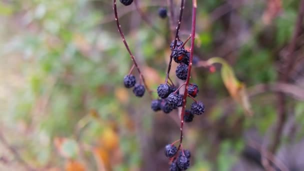 Black Berries Berries Bush Dried Black Berries Beautiful Clusters Elderberry — Stockvideo