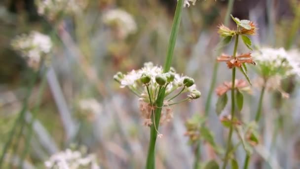 White Inflorescences Beautiful Small White Flowers Flowers Field Inflorescences Garlic — Stock video