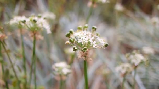 White Inflorescences Beautiful Small White Flowers Flowers Field Inflorescences Garlic — Vídeos de Stock
