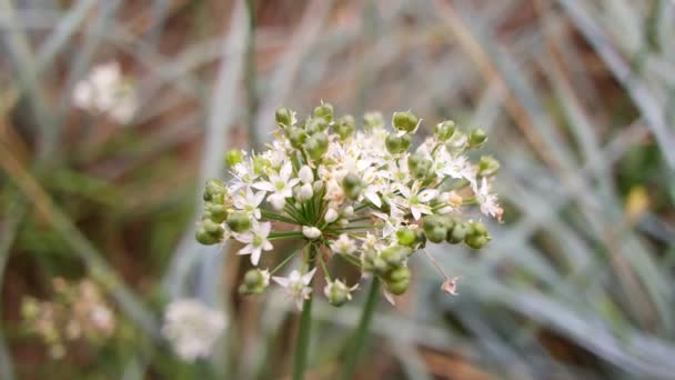 White Inflorescences Beautiful Small White Flowers Flowers Field Inflorescences Garlic — 비디오