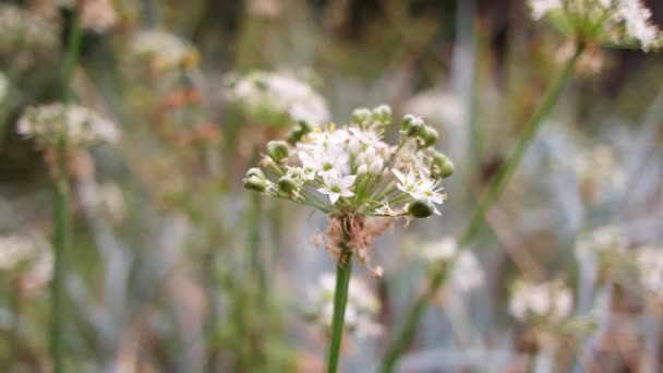 White Inflorescences Beautiful Small White Flowers Flowers Field Inflorescences Garlic — Stock Video