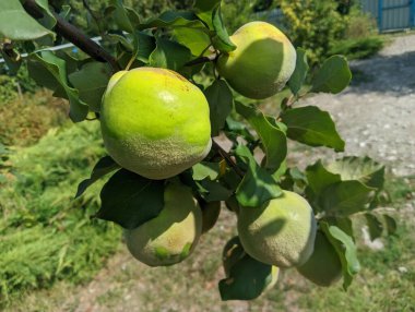 big green quince on the tree. Ripe yellow quince pear fruits on blue sky background. Big quince tree with green foliage in autumn garden. Big yellow quince on the tree