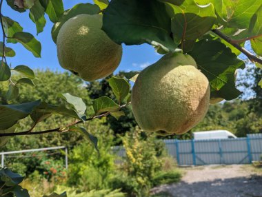 big green quince on the tree. Ripe yellow quince pear fruits on blue sky background. Big quince tree with green foliage in autumn garden. Big yellow quince on the tree