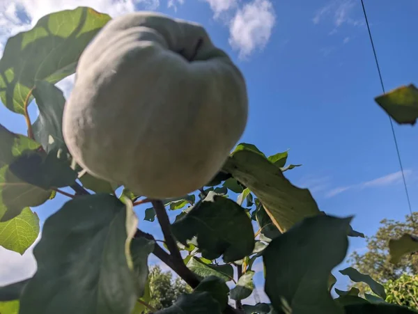 Big Green Quince Tree Ripe Yellow Quince Pear Fruits Blue — стоковое фото