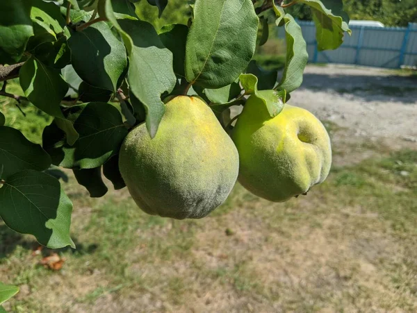 Big Green Quince Tree Ripe Yellow Quince Pear Fruits Blue — Zdjęcie stockowe