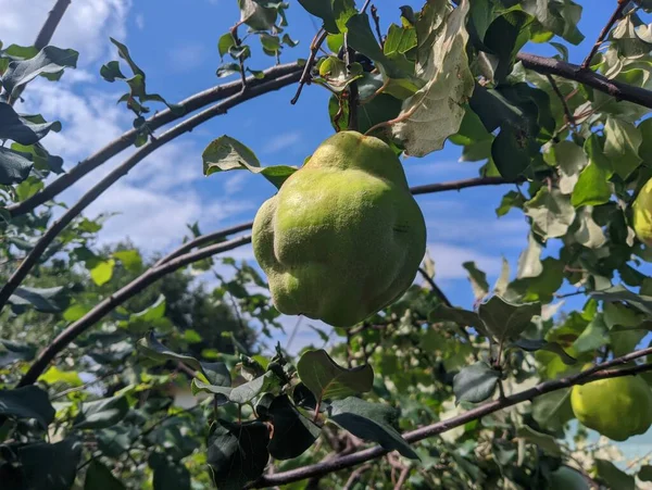 Big Green Quince Tree Ripe Yellow Quince Pear Fruits Blue — стоковое фото