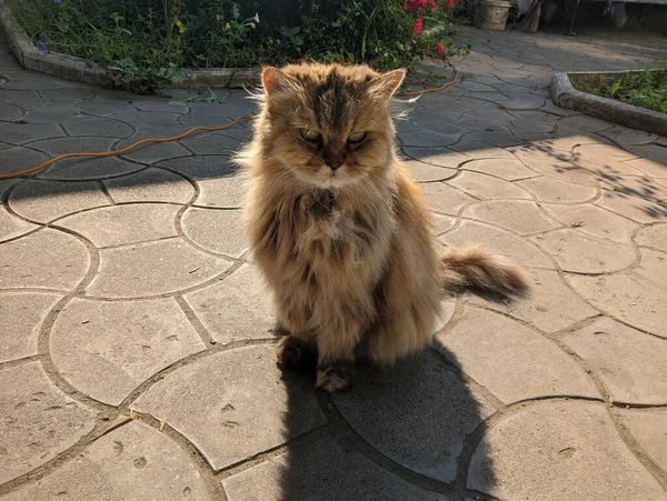 Fluffy Cat Brown Cat Displeased Face Cat — Fotografia de Stock