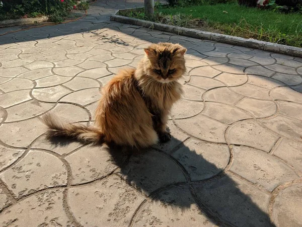 Fluffy Cat Brown Cat Displeased Face Cat — Photo