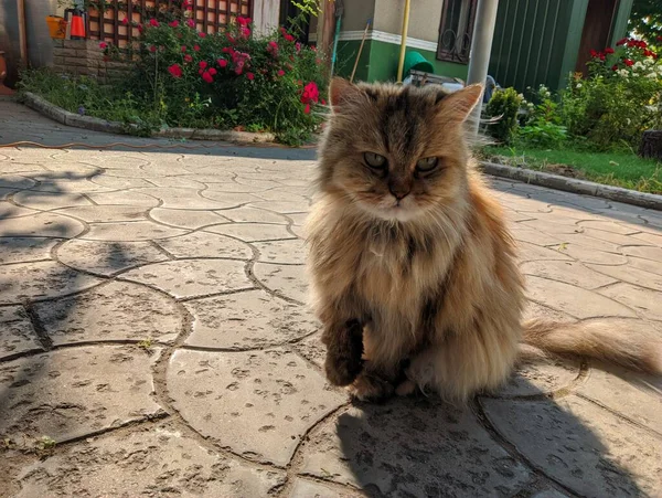 Fluffy Cat Brown Cat Displeased Face Cat — стоковое фото