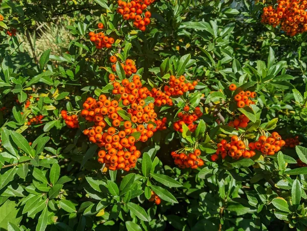 Orange Rowan Berries Cluster Ripening Rowan Berries Nature Bokeh High — ストック写真