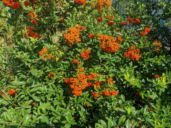 Orange Rowan Berries Cluster Ripening Rowan Berries Nature Bokeh High — Stockfoto