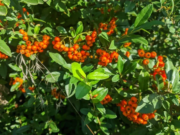 Orange Rowan Berries Cluster Ripening Rowan Berries Nature Bokeh High — Stok fotoğraf